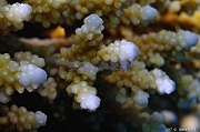 Acropora plantaginea-Safaga Tobia kebir-18m-20171120-Denis-ADER-DSC_3124_tn